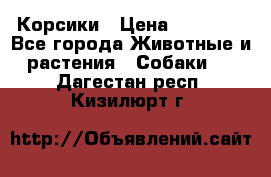 Корсики › Цена ­ 15 000 - Все города Животные и растения » Собаки   . Дагестан респ.,Кизилюрт г.